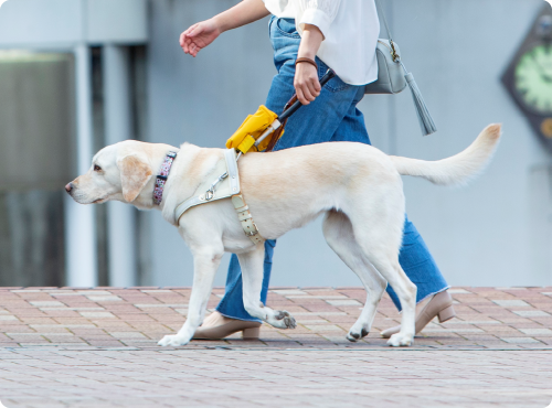 日本盲導犬協会への寄付活動